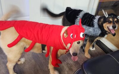 (Test Post Not a real entry) Lobster and Spider