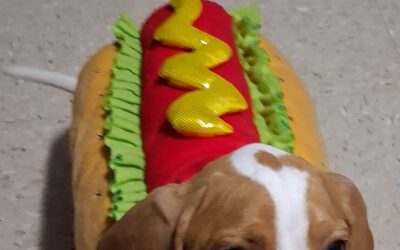 Bassett hound in a hotdog